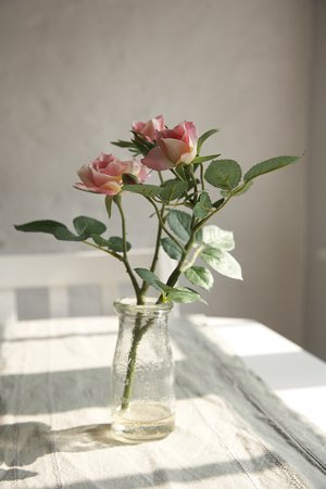 Amity at Pickwell Manor, Devon