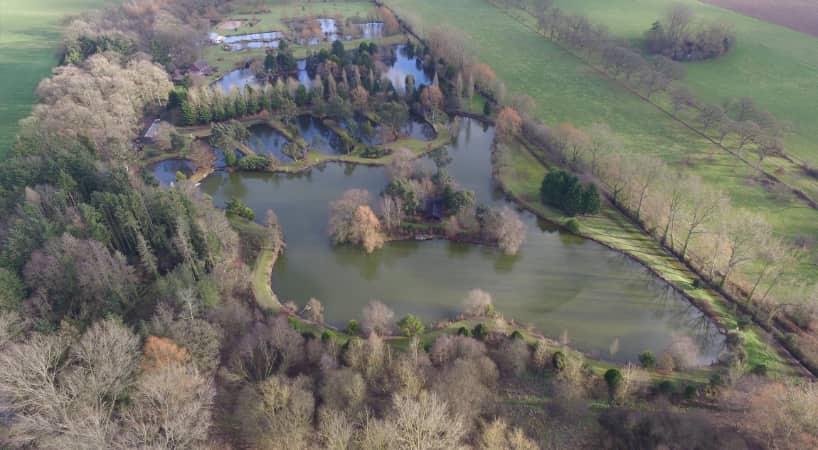 Egret at Woody Park, Cullompton