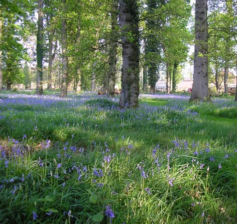 Egret at Woody Park, Cullompton