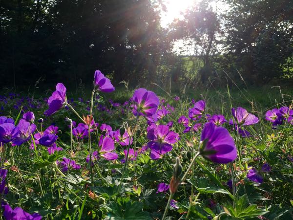 Hop Pickers’ House, near Ludlow
