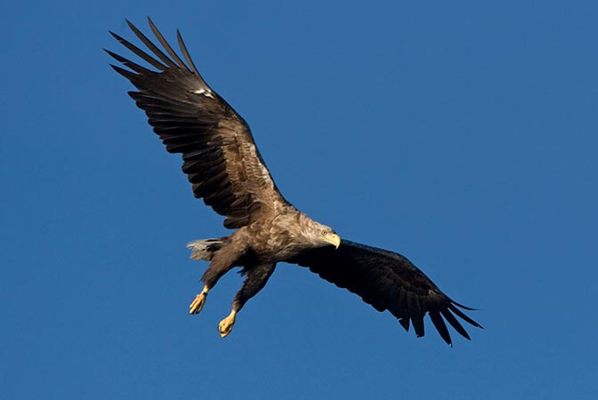 The Seashell, Ardnamurchan