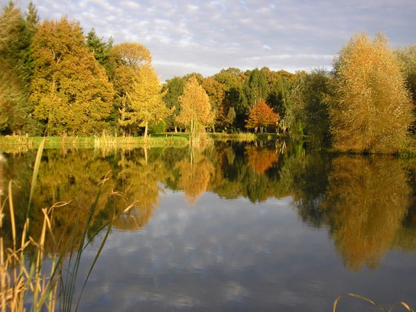 Woodpeckers at Woody Park, Cullompton