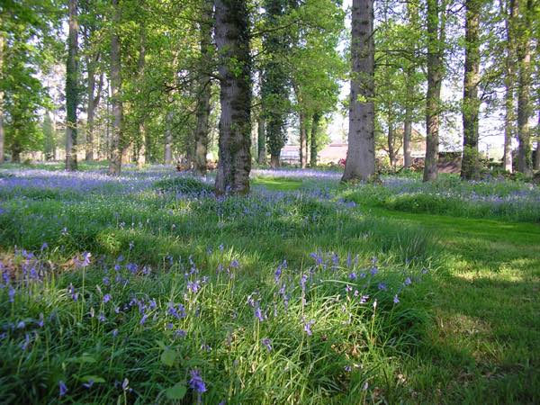 Woodpeckers at Woody Park, Cullompton