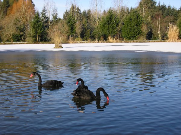 Woodpeckers at Woody Park, Cullompton